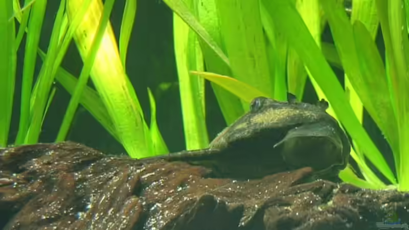 Waschi auf der Wurzel von Christina Studt (7)