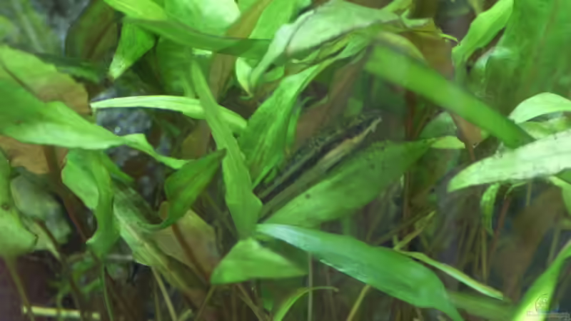 Wassekelch von A. G. (6)