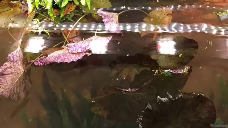 Wasser ablassen von Der Nicky (17)