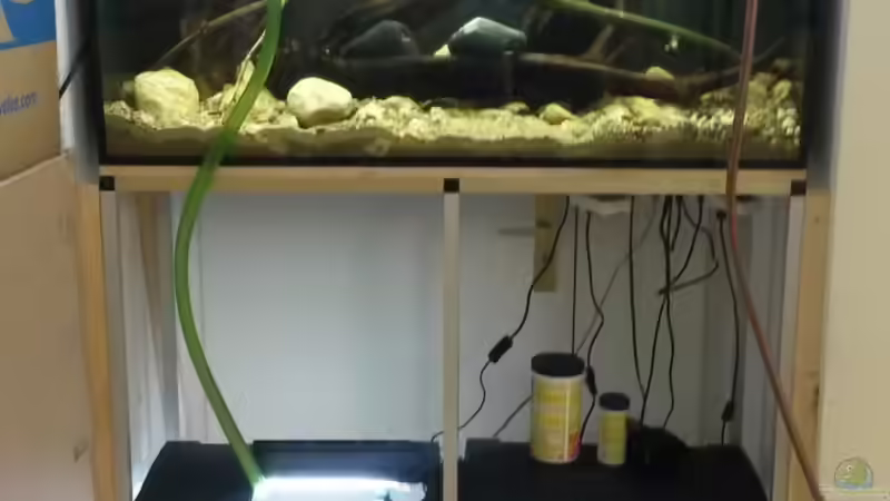 Wasser Abzapfen für das Quarantänebecken von Beulenkopftyp (33)