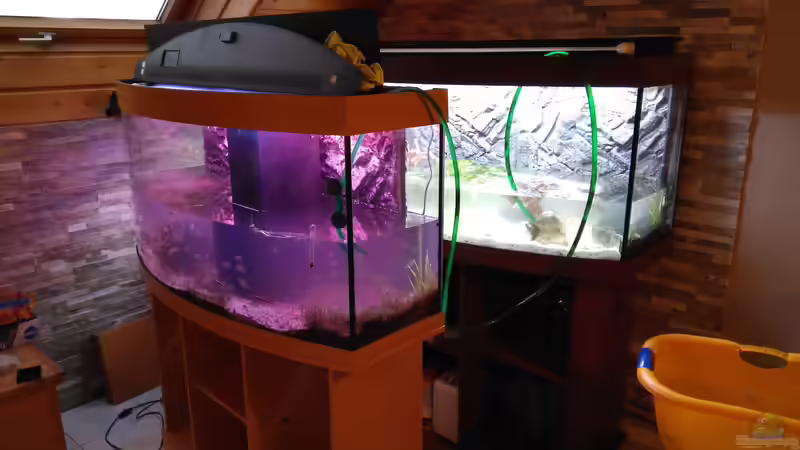 Wasser aus altem 250l Schwesterbecken ins neue Becken um das Ansiedeln der Bakterien zu beschleunigen. Auch der Filter ging 1:1 über. von AdrianSoS (22)