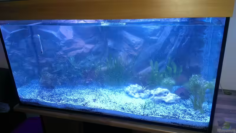 Wasser drinn und einige Pflanzen. von raubsau (8)