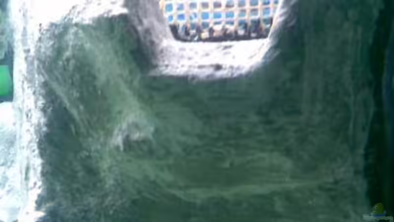 Wasser einlass am 3-Kammerfilter  von Michael Geigel (11)