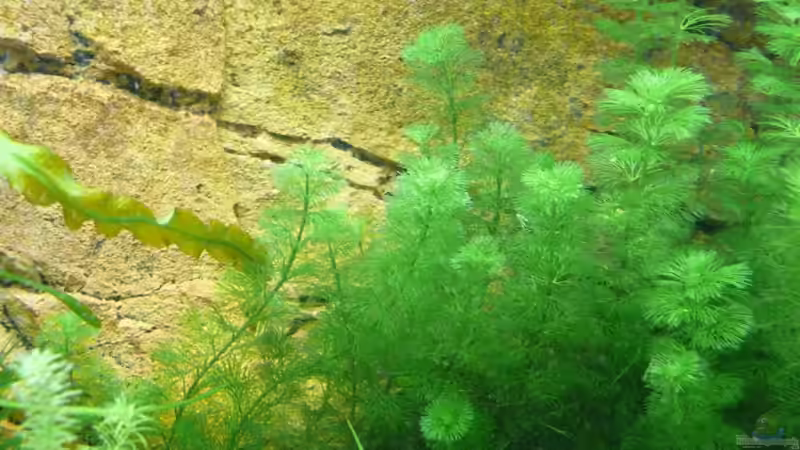 Cabomba aquatica im Aquarium (Einrichtungsbeispiele mit Feinblättrige Riesenhaarnixe)