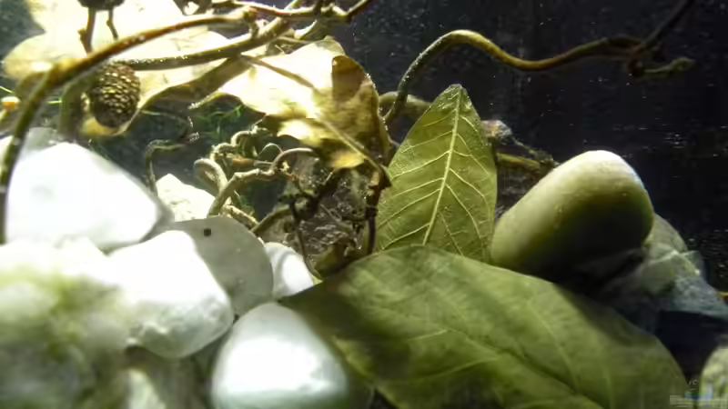 Wasser ist drin noch ohne Besatz von did244 (5)