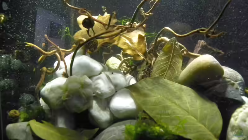 Wasser ist drin noch ohne Besatz von did244 (7)