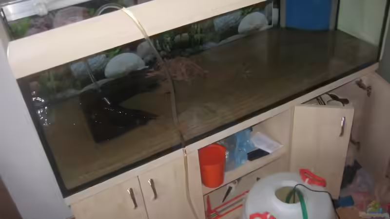 wasser marsch! 70 liter altwasser gingen von meinem anderen super eingefahrenen südost asienbecken mit rein. dieses wird bald abgebaut von Tiburón (8)