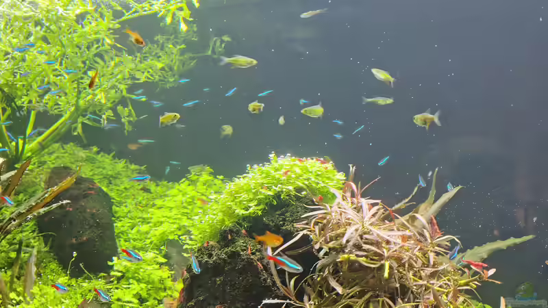 Wasser nach der Fütterung wieder nahezu aufgeklärt, 21.12.2025 von C-NA (58)