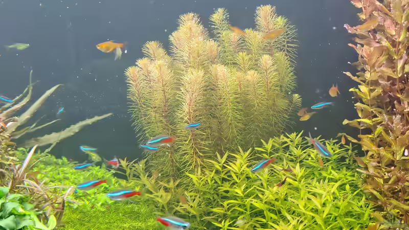 Wasser nach der Fütterung wieder nahezu aufgeklärt, 21.12.2025 von C-NA (59)