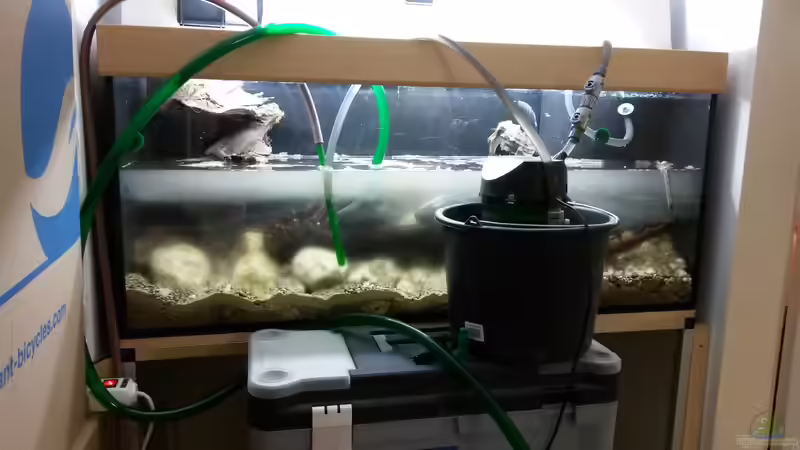 Wasser rein und gleichzeitig wieder raus bis es sauber ist. Das Becken beschlägt von Beulenkopftyp (30)