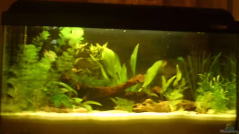 Wasser trüb gelb vom Holz von Aquariumfan93 (1)