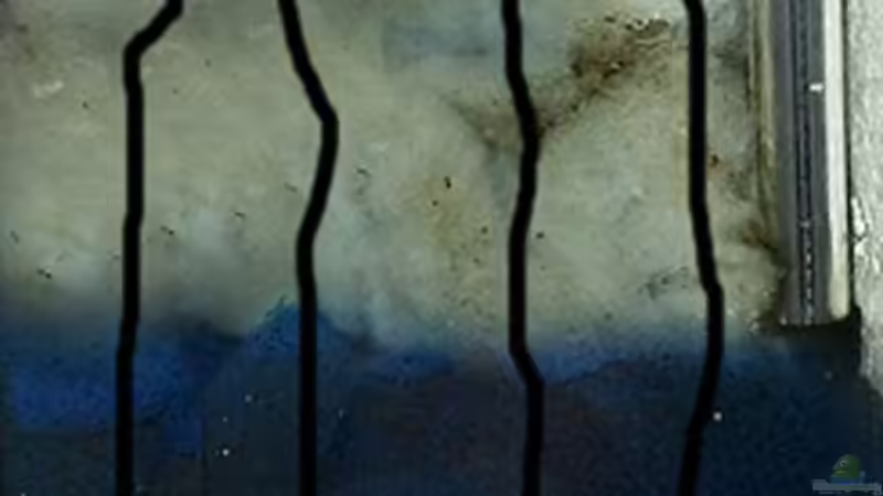 Wasser wird unter der Filtermatte angesaugt dann nach oben durch den feinfilter und von African Lake (9)