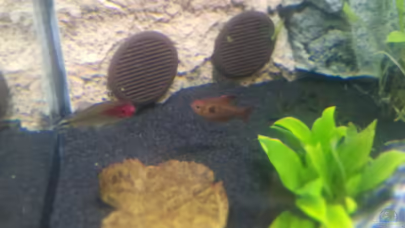 Wasserablauf von Elchristo (2)