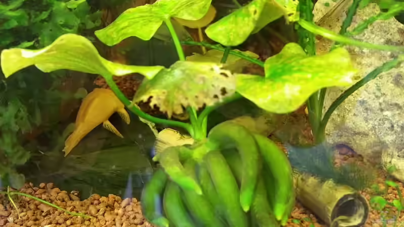 Wasserbanane  von Sandra 1980 (2)