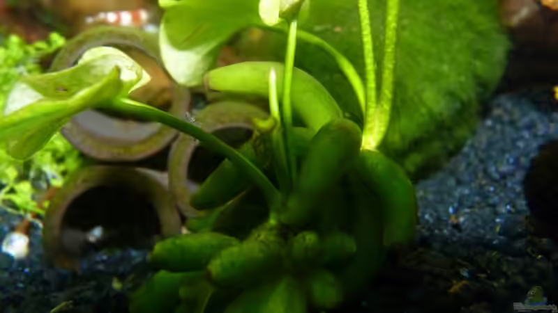 Wasserbanane Nymphoides aquatica von Josef Braun (13)