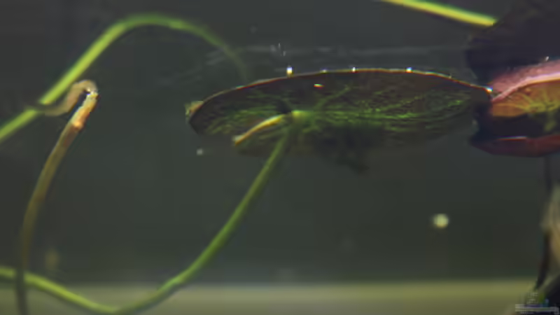 Wasserbanane Schwimmblatt von unten... von Falk (12)