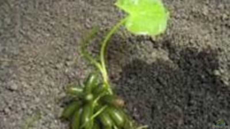 Wasserbanane von Bruno Leuenberger (6)