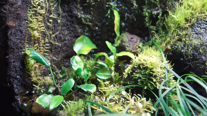 Wasserfall mit Moosen und Anubias barteri var. Nana von Junglist (5)