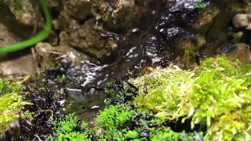 Wasserfall und Moose, 01.2021 von Stephi (6)