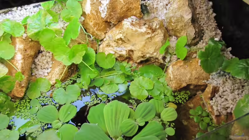 Wasserfall von Fischfrau (9)