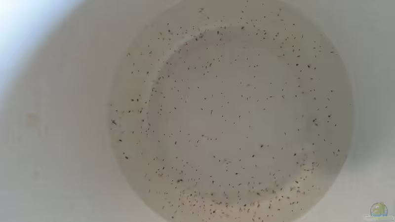 Wasserflöhe aus der Gartenzucht von SK Aquarienleben (71)