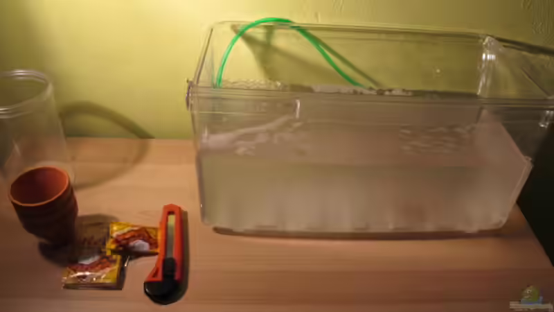 Wasserfloh-Zuchtbecken von Locke1992 (21)