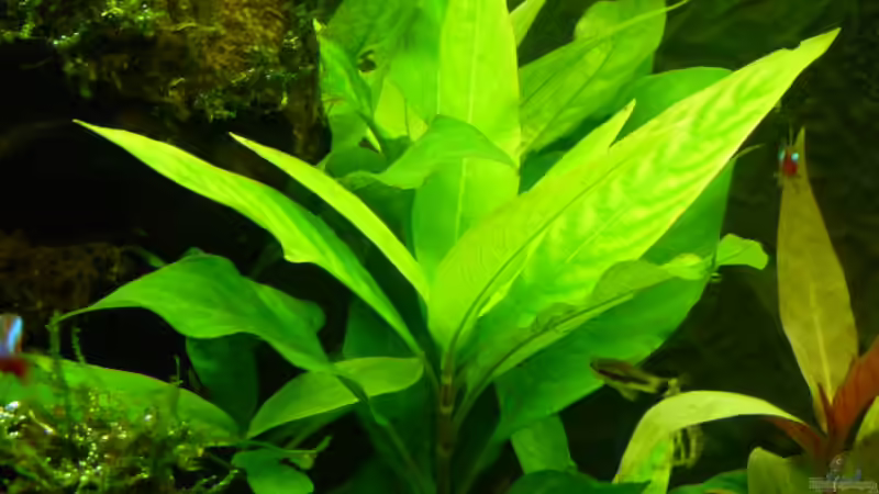 Wasserfreund - einfach aber immer wieder eine schöne Pflanze von Pogobeer (10)