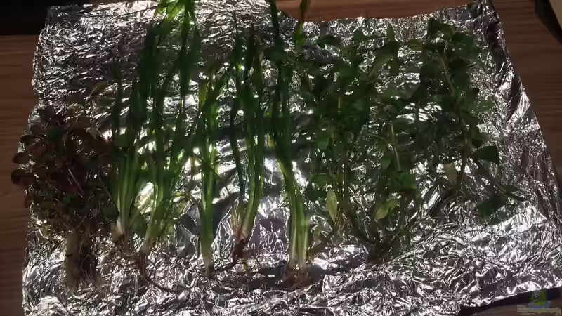 Wasserfreund/Ludwigia/Vallisneria von hawaii (20)