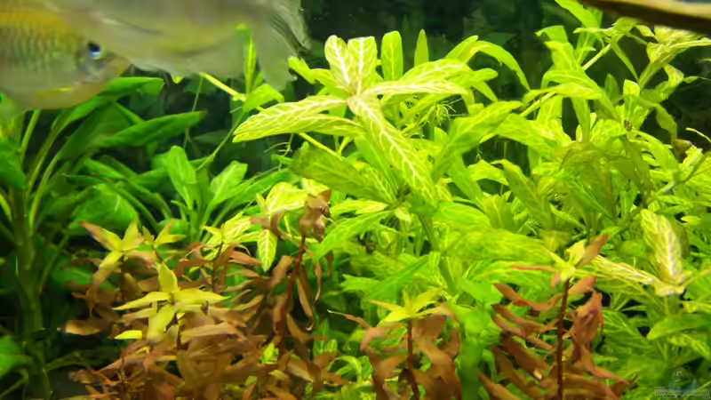 Wasserfreund rosanervig & Nesaea spec. von Dani7 (7)