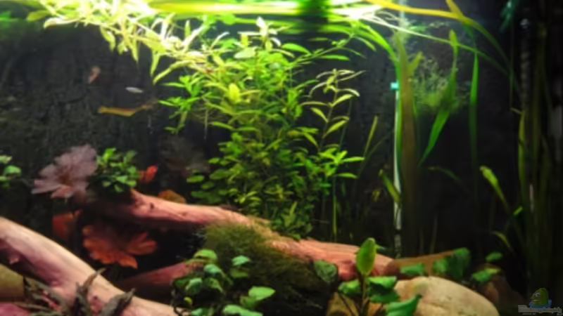 Wasserfreund schon zum 2 mal zurückgeschnitten von Heiko Stracke (25)