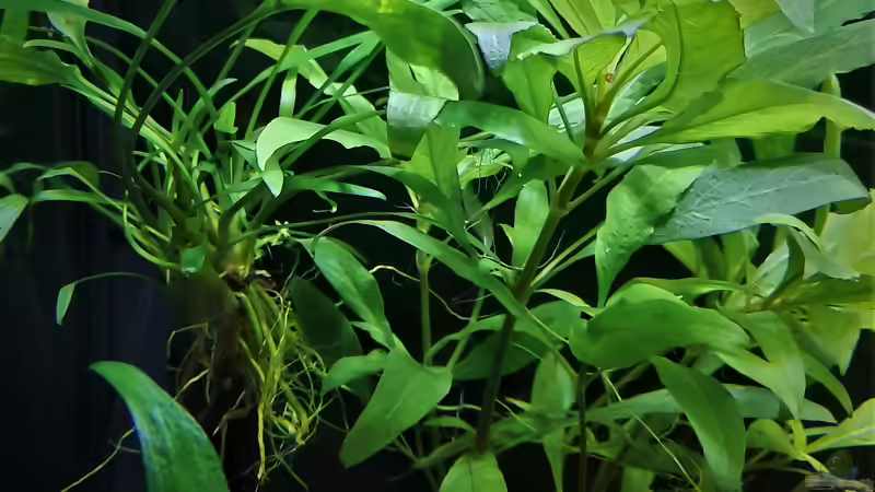 Wasserfreund und Cryptocorine von okefenokee (17)