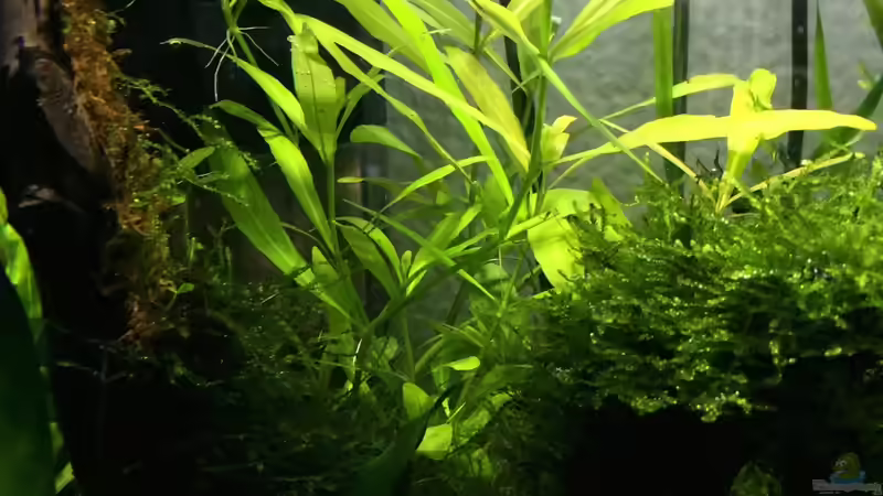 Wasserfreund von Ayahuasca (101)