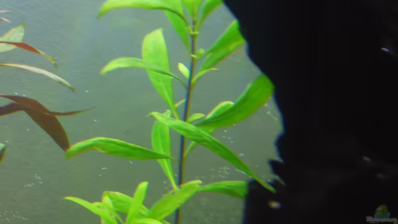 Wasserfreund von BerndL (12)