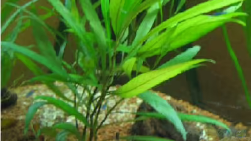 Wasserfreund von Frank Förster (6)