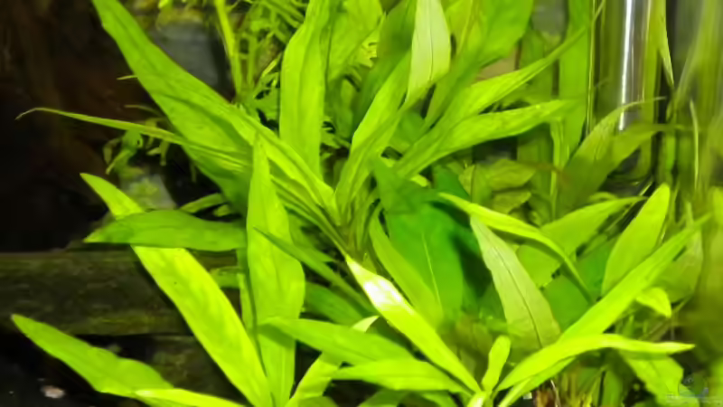 Wasserfreund von Marci (9)