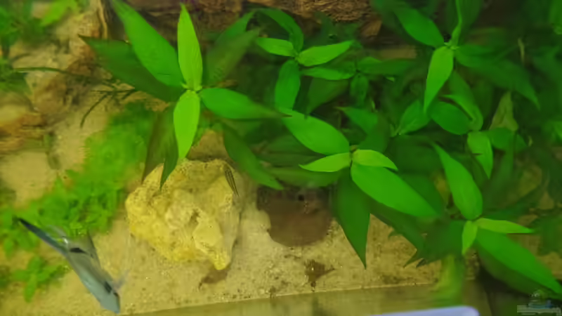 Wasserfreund von oben. von raubsau (108)