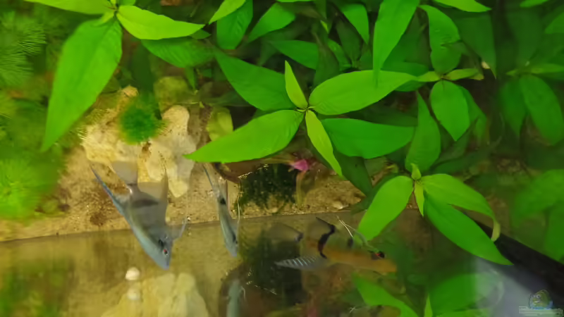 Wasserfreund von oben von raubsau (109)