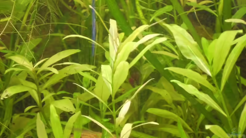 Wasserfreund von Robin Braun (3)