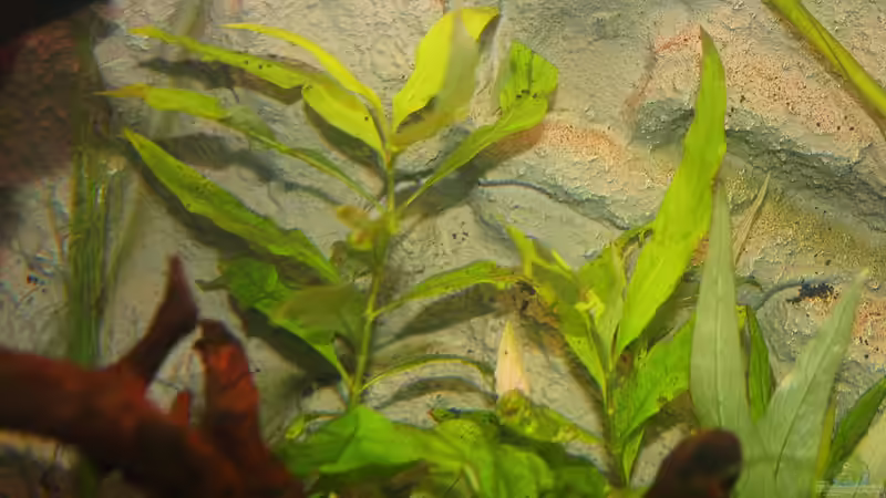 Wasserfreund von Springer (13)