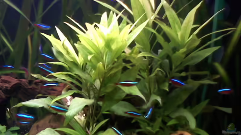 Wasserfreund von Steffi & Hans (5)