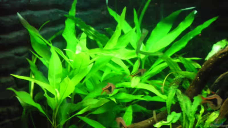 Wasserfreund von Thomas Ahrens (18)