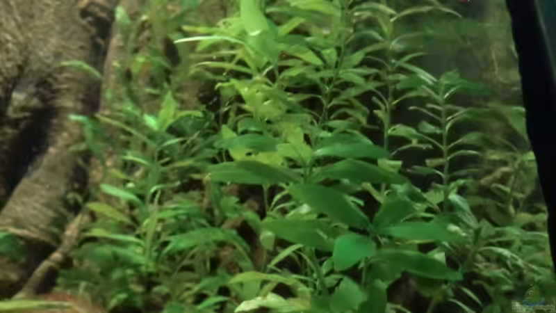 Wasserfreund1 von Zugbremser72 (5)