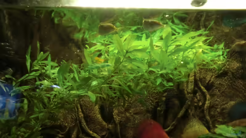 Wasserfreund2 von Zugbremser72 (6)