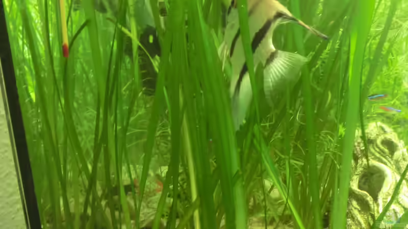 Wassergras ? jedenfalls sehr lange Blätter von Inai Whang (11)