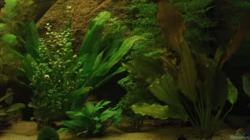 wasserharnixe, echo blehri, fettblatt, crypto, anubie von Mario Mehren (7)