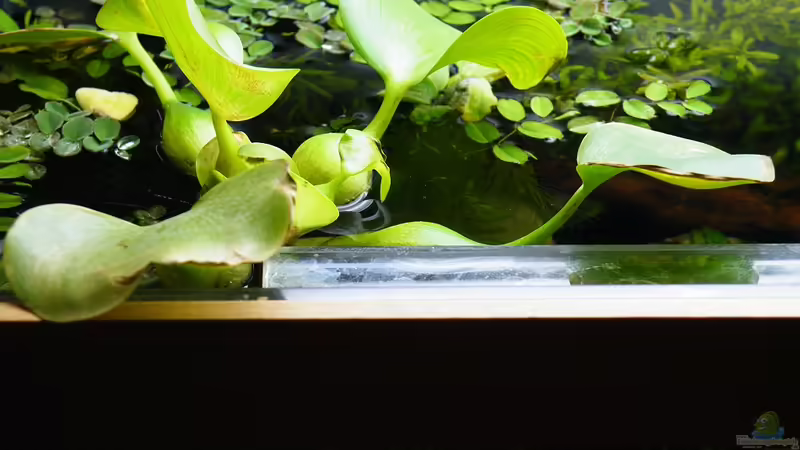 Wasserhyazinthe - 10.07.2011 von bergfrau (28)