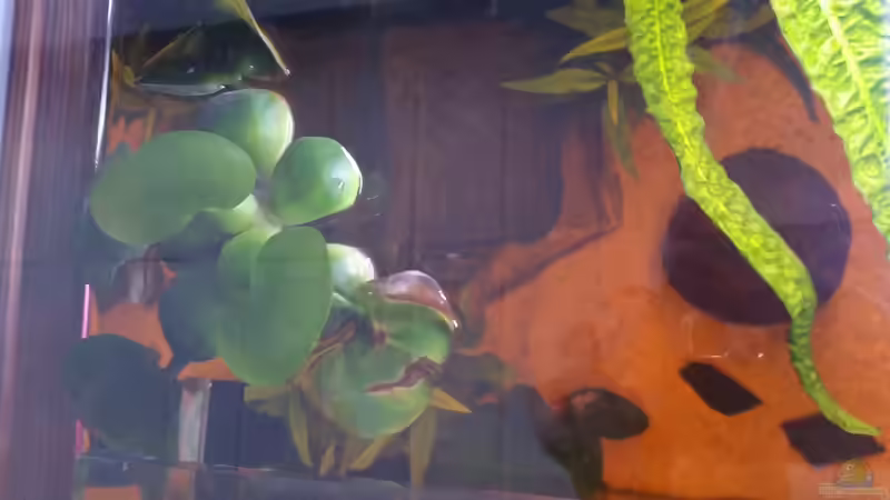 Wasserhyazinthe auf der Oberfläche von SvenDerGroße (13)