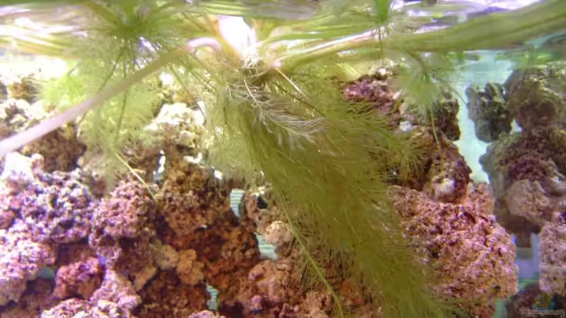 Wasserhyazinthe (Eichhornia crassipes) von Thomas Kuban (11)