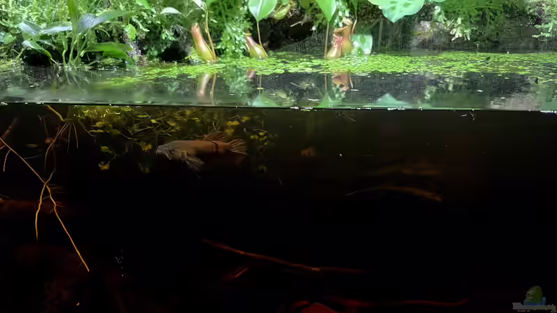 Wasserkante von Jaenu00 (9)