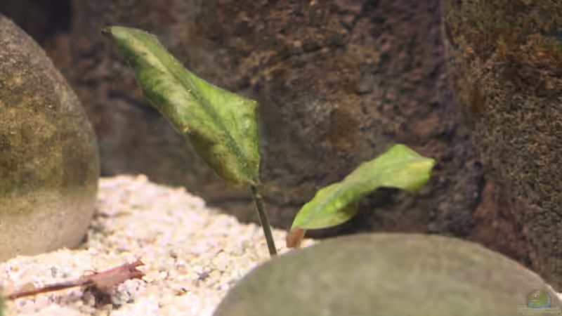 Wasserkelch... von Manuel König (4)